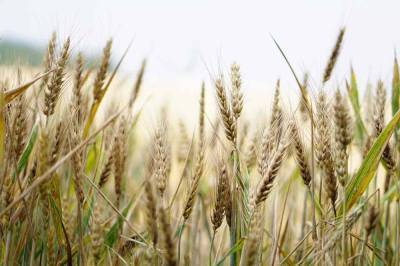 Многолетние рекорды бьет чтоимость российской пшеницы
