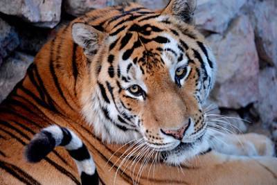 Россиянин насмерть сбил редчайшего тигра