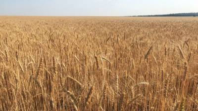 Фьючерсы на российскую пшеницу подскочили до 300 долларов за тонну