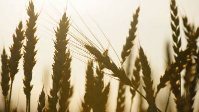 «Ъ»: стоимость российской пшеницы достигла рекорда 2014 года