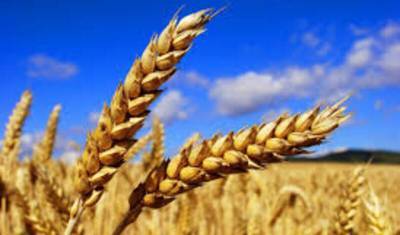 Цена российской пшеницы побила многолетний рекорд