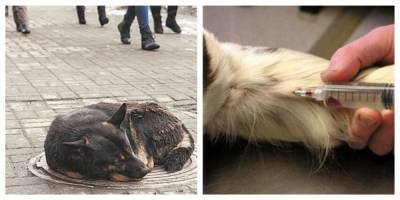 В Харькове планируют усыпить почти пять тысяч бездомных животных за 6 миллионов: детали решения