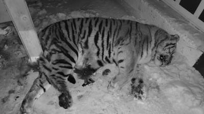 Амурского тигра насмерть сбили на трассе "Хабаровск-Комсомольск"