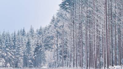 Девушка прошла босиком несколько километров по снежному лесу в Подмосковье