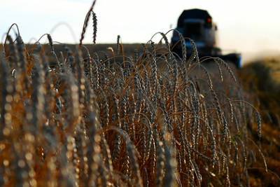Стоимость российской пшеницы побила многолетний рекорд