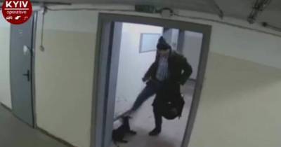 Пинал ногами, как футбольный мяч: в Киеве мужчина жестоко избил и выбросил щенка (видео 18+)