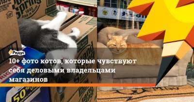 10+ фото котов, которые чувствуют себя деловыми владельцами магазинов