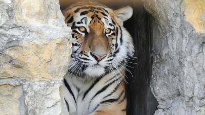 Сбивший амурского тигра хабаровский водитель избежит наказания