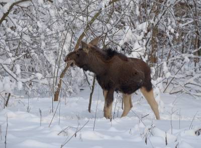 В Удмуртии браконьеров приговорили к штрафу в полмиллиона рублей