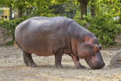 Учёные предупредили об опасности бегемотов Пабло Эскобара