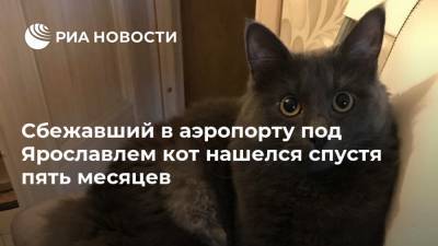 Сбежавший в аэропорту под Ярославлем кот нашелся спустя пять месяцев