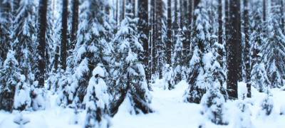 Новые правила ухода за лесами позволят увеличить ежегодный объем заготовки древесины в Карелии вдвое