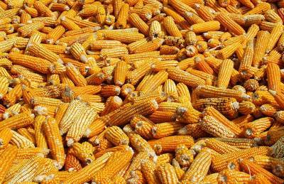 Экспорт украинской кукурузы превысил 10 млн т
