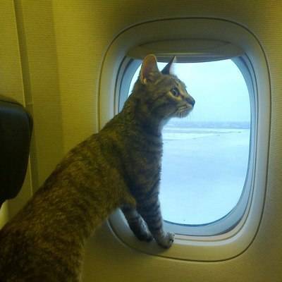 Сбежавший из переноски в аэропорту под Ярославлем кот вернулся спустя 5 месяцев