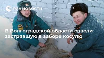 В Волгоградской области спасли застрявшую в заборе косулю