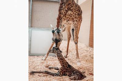 Самка жирафа случайно наступила на новорожденного детеныша и погубила его