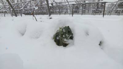 Снежный покров позволит зерновым лучше перезимовать в сильные морозы