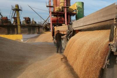 Россия нарастила экспорт пшеницы и растительного масла