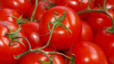 Россия разрешила предприятию из Казахстана поставлять томаты и перцы