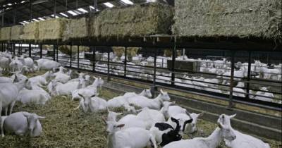 В Нидерландах вырос уровень пневмонии на козьих фермах, ученые ищут новую инфекцию