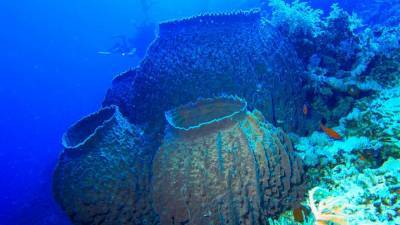 Австралийские ученые обнаружили на дне океана три вида хищных губок