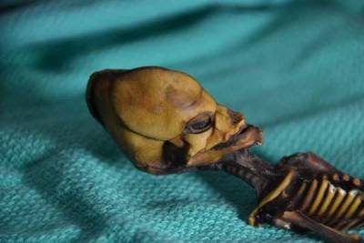 Обнаруженный в Чили скелет «инопланетянина» оказался останками недоношенной девочки