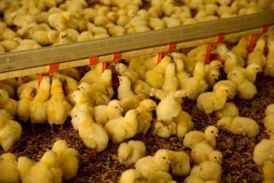 Костромские достижения: в феврале АО «Галичское» запустит новый цех для выращивания цыплят