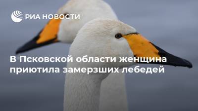 В Псковской области женщина приютила замерзших лебедей