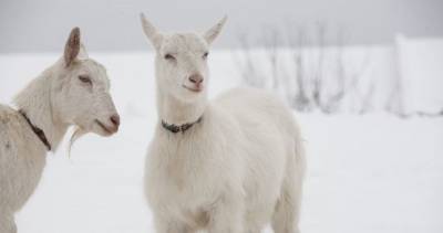Жители ГБАО помогают выжить горным животным во время аномальных морозов
