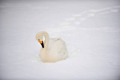 Жительница Псковской области приютила замерзших лебедей