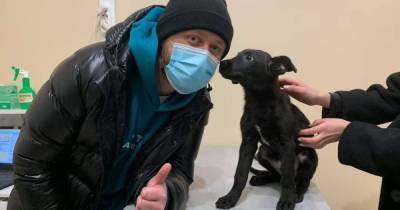 Киевского мучителя щенка ждет уголовная ответственность, пострадавшая собака выжила