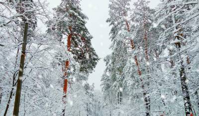 Невероятная зимняя сказка в "Пуще-Водице" ошеломила киевлян, красочные фото