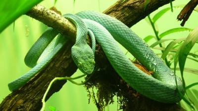 Ученые рассказали, как змеям удается защититься от собственного яда