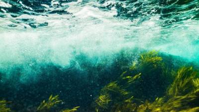 Ученые обнаружили новые виды хищных губок в водах Австралии