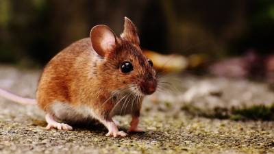 Ученым удалось замедлить старение мышей на клеточном уровне