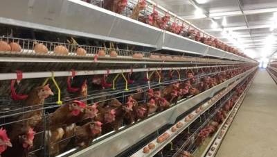 Крупнейший производитель мяса птицы в Ленобласти открыл интернет-магазин