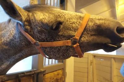 Тульский музей предлагает заплести конскую гриву