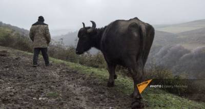 Как Армении воссоздать утраченные ресурсы зерна и скота: мнение эксперта - ru.armeniasputnik.am - Армения