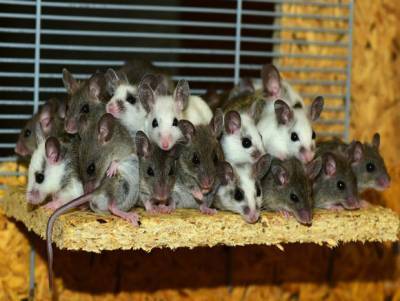 Японские ученые отсрочили старость у мышей