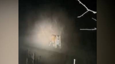 В Приморье охотники спасались от тигра на дереве. Видео