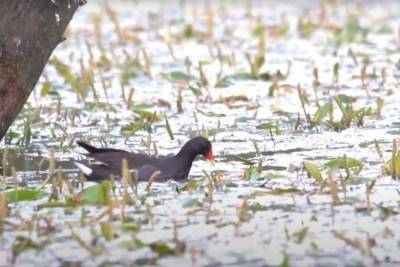 Новые природные парки Тюмени спасут птиц от вымирания