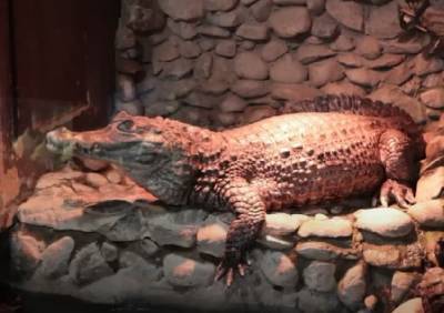В Смоленске улучшили жилищные условия крокодила Гены