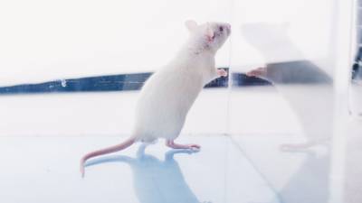 Японские ученые смогли замедлить старение мышей