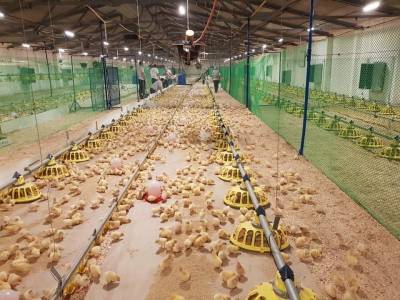 На птицефабрику в Мелекесском районе завезли 30 тысяч цыплят