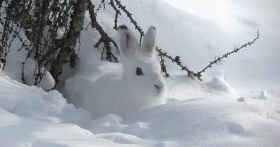 Мосприрода запустила акцию по подкармливанию зайцев в холода