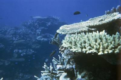 В Австралии обнаружены неизвестные науке жители глубин океана