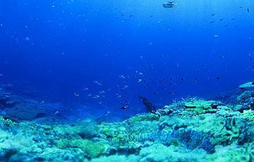 В глубинах океана ученые нашли неизвестных науке хищников