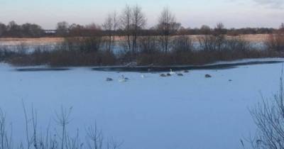 Под Черняховском для зимующих лебедей установили домики