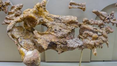 В Австралии нашли кости крупнейшего сухопутного существа в истории Земли