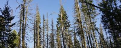 Ученые назвали причину гибели кедров и пихт в Сибири